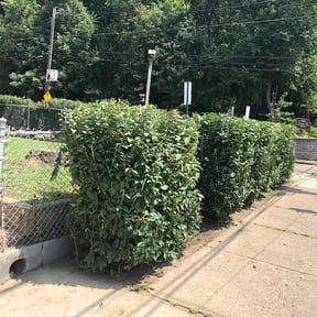 Bush Trimming by Flawless Exterior Services reviewed on August 17, 2025