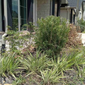 Bush Trimming by Sunshine landscape and Handyman services reviewed on November 26, 2025