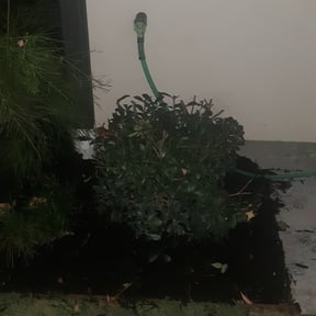 Bush Trimming by The NY/FL Yard Pros reviewed on August 17, 2025