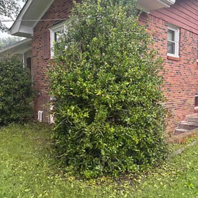 Bush Trimming by Above &amp; Beyond Landscaping LLC reviewed on October 21, 2025
