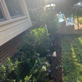 Bush Trimming by Cardinal lawn and landscaping services reviewed on October 22, 2025