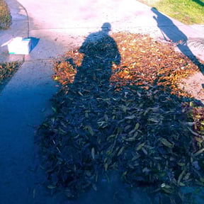 Leaf Removal by Westveld Mowing reviewed on August 15, 2025