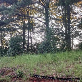 Bush Trimming by Brambilajr landscape maintenance reviewed on August 18, 2025