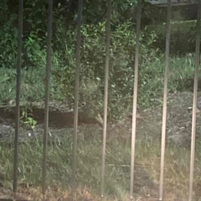 Bush Trimming by Grass Medics reviewed on August 17, 2025