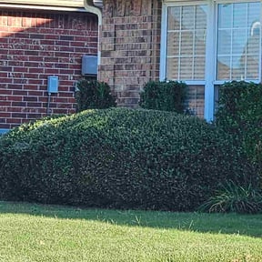 Bush Trimming by Inspiring Lawn Care reviewed on October 22, 2025