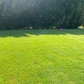 yard care by We Care Lawn Care reviewed on August 20, 2025