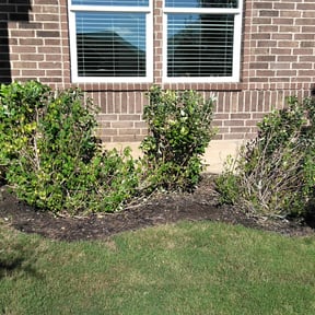 Bush Trimming by DTE Maintenance Llc reviewed on August 21, 2025
