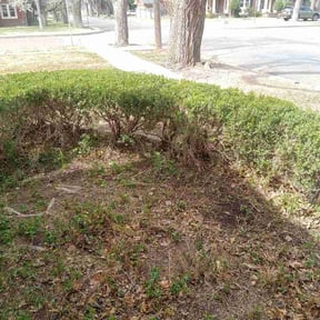 Bush Trimming by The Eighth Dimension, A.I.E reviewed on March 16, 2026