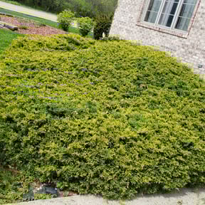 Bush Trimming by 5471 Landscapes reviewed on August 20, 2025