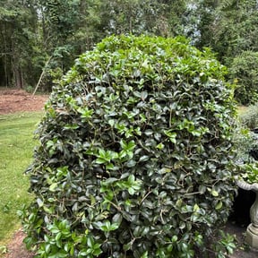 Bush Trimming by Spicy Cuts Lawn Care reviewed on August 21, 2025