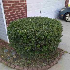 Bush Trimming by Charleston Green Team LLC. reviewed on August 2, 2023