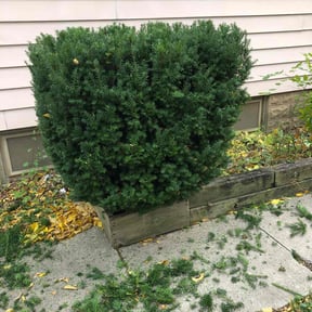 Bush Trimming by So 1000 Lawn and Landscape  reviewed on August 20, 2025