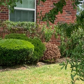 Bush Trimming by Walt's Lawn Care reviewed on August 16, 2025
