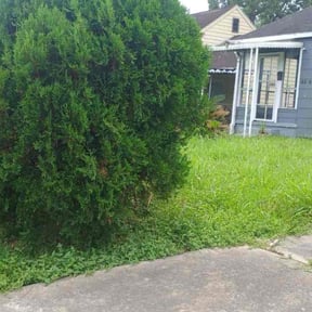 Bush Trimming by Dominic&#039;s Lawncare LLC reviewed on July 11, 2025