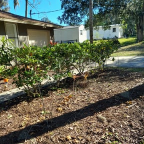 Bush Trimming by Tovar Landscaping reviewed on August 18, 2025