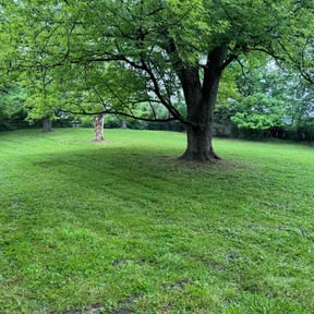 yard maintenance by Roldan Lawn Services LLC reviewed on August 20, 2025