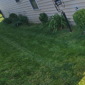 Bush Trimming by Carbon Dioxide Recyclers reviewed on August 18, 2025