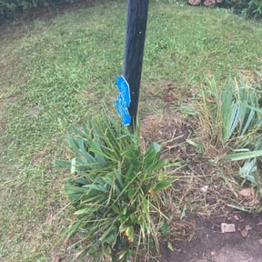 Bush Trimming by Alcazar Landscaping reviewed on August 19, 2025