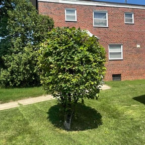 Bush Trimming by Verde LLC reviewed on August 20, 2025