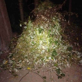 Bush Trimming by Livery Services LTD, llc reviewed on November 26, 2025