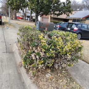 Bush Trimming by SolidDustLawns LLC reviewed on August 15, 2025