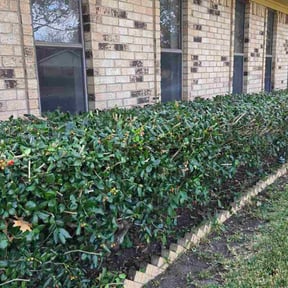 Bush Trimming by Landscaping brothers reviewed on November 18, 2025