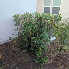 Bush Trimming by Dad&#039;s lawn care reviewed on October 23, 2025