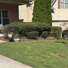Bush Trimming by Landscaping reviewed on August 15, 2026