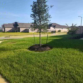 yard care by Ayala Enterprises LLC reviewed on August 19, 2025