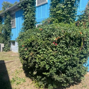 Bush Trimming by Maturino's Landscape Maintenance reviewed on August 20, 2025