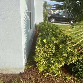 Bush Trimming by Domínguez Services reviewed on August 16, 2025