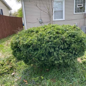 Bush Trimming by Premier Lawn & Landscaping reviewed on August 18, 2025