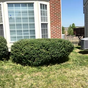 Bush Trimming by (PFGS) PO FOLKZ GARDEN Services reviewed on August 20, 2025