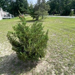 Bush Trimming by Greene Family Lawncare reviewed on August 18, 2025