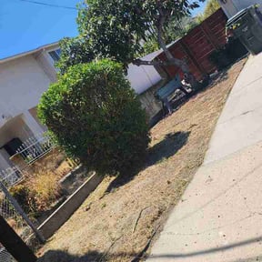 Leaf Removal by The green knight reviewed on July 27, 2026