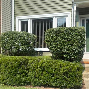 Bush Trimming by Willie Lawn Care and More LLC reviewed on July 29, 2026