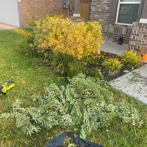 Bush Trimming by It&#039;s Our Season Landscape Services reviewed on November 20, 2025