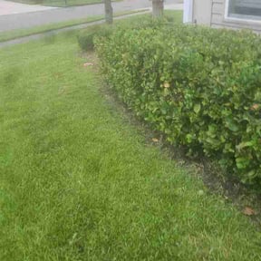 Bush Trimming by Foresight Landscape Maintenance and Design  reviewed on July 10, 2026