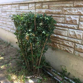 Bush Trimming by Majestic32Scapesllc reviewed on August 16, 2025