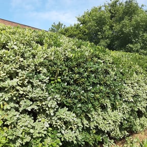 Bush Trimming by Red hat lawnstarters Brandon.A.sanders reviewed on August 18, 2025