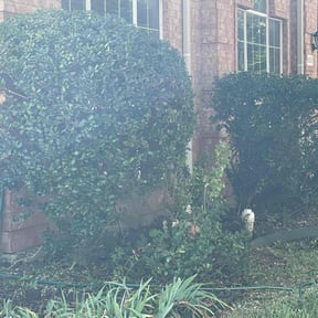 Bush Trimming by Honest Living Cuts &amp;More reviewed on October 18, 2025