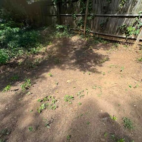 Leaf Removal by Green Carpet reviewed on June 7, 2026