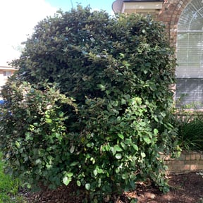 Bush Trimming by RC3 services reviewed on August 19, 2025