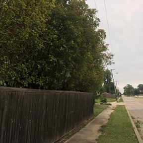 Bush Trimming by CCs lawn service LLC reviewed on August 21, 2025