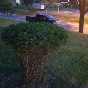 Bush Trimming by Acorn Lawn Care reviewed on August 18, 2025