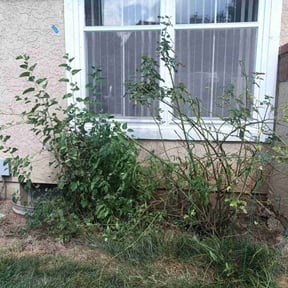 Bush Trimming by DealzAndStealz reviewed on October 15, 2022