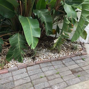 Leaf Removal by Lawnscape pros reviewed on September 22, 2025