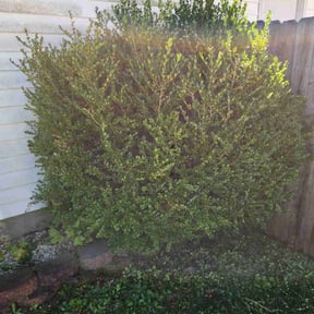 Bush Trimming by W C Lawne Care reviewed on October 22, 2025