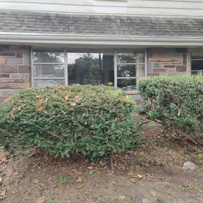 Bush Trimming by BR LawnCare reviewed on August 21, 2025