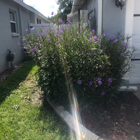 Bush Trimming by McHenry Landscaping and Pressure Washing reviewed on August 13, 2025